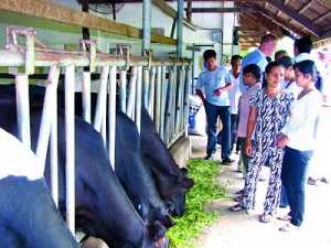 Đào tạo công nhân kỹ thuật chăn nuôi bò Dao-tao-cong-nhan-ky-thuat-chan-nuoi-bo